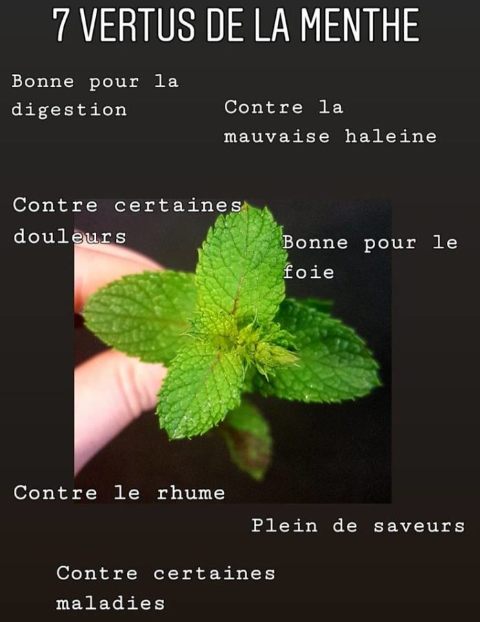 7 VERTUS DE LA MENTHE 7 VERTUS DE LA MENTHE